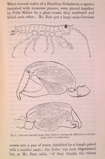 Orchestia Darwinii from Darwin's The Descent of Man (1871) (University of Bristol Library, Special Collections).