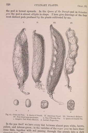 Peas and pods from Darwin's The Variation of Animals and Plants Under Domestication (1868) (University of Bristol Library, Special Collections).