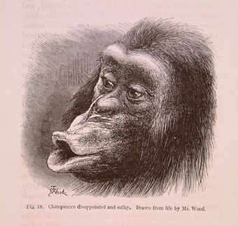 Sulky chimp from Darwin's The Expression of the Emotions in Man and Animals (1872) (University of Bristol Library, Special Collections).