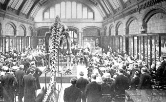 Presentation of the first replica diplodocus to the trustees of the British Museum of Natural History, May 12, 1905 (Wikipedia).