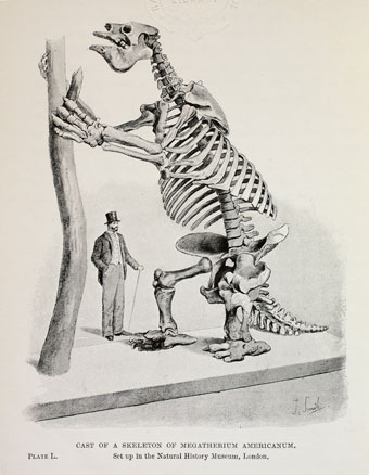Megatherum americanum from the Rev H N Hutchinson's Extinct Monsters and Creatures of Other Days (1910) (Bath in Time – Bath Central Library).