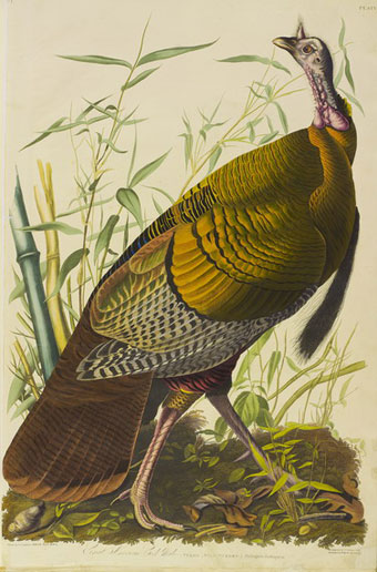 Wild turkey from John James Audobon's Birds of America (1839) ((Mitchell Library, Special Collections, Glasgow).