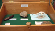 Fossil display in a South Gloucestershire Library.